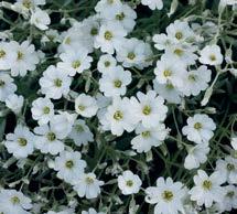 AUBRIETA HIBRID AUDREY RED