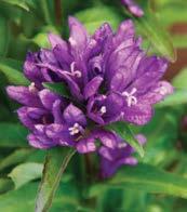 AUBRIETA TAURICOLA 'VARIEGATA'