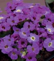 AUBRIETA HYBRIDA 'VIOLET WITH EYE'