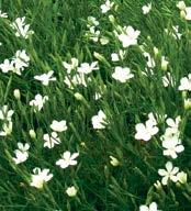 DRABA BRUNIIFOLIA (SÁRGA