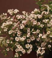 GYPSOPHILA CERASTIOIDES 'PIXIE