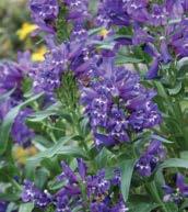 SUBULATA 'EMERALD CUSHION BLUE'