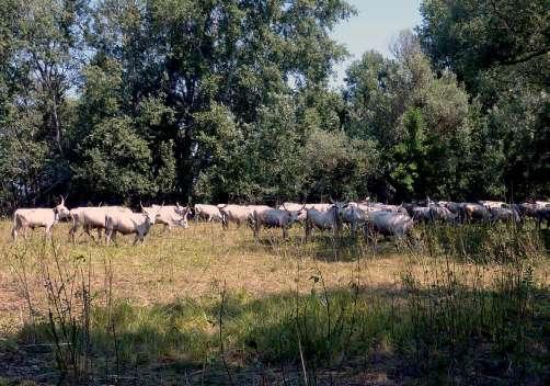 Sallainé Kapocsi Judit és Danyik Tibor 8. ábra. Szürke marhával történő gyalogakác-kezelés a Körös-ártéren, az öcsödi Álomzugban. (Fotó: Sallainé Kapocsi J.) szeptember 22-ig legeltek.