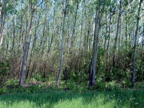 A selyemkóró és a gyalogakác elterjedési viszonyai és a visszaszorításuk a Körös Maros Nemzeti Park területén A nemzeti park igazgatóság 1996 óta nemes nyárasok cseréjét kezdte el őshonos fafajú