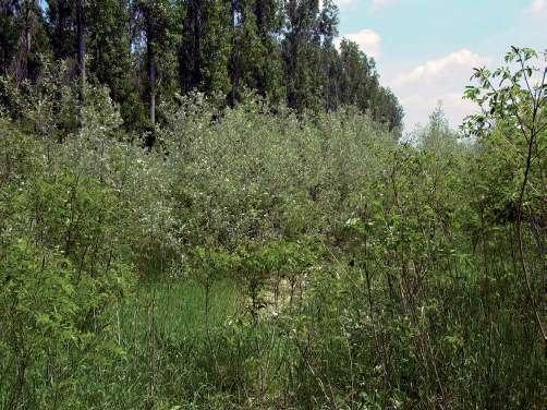 A Körös-ártéren összesen 210,57 ha-on, míg a Maros-ártéren 269,79 ha-on történt nemes nyárasok cseréje őshonos állományokra 1996 és 2013 között. Ez éves bontásban az elmúlt években a 3.