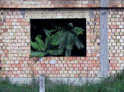 ) A bálványfa (Ailanthus altissima) egy DK-Kína Észak-Vietnam géncentrummal rendelkező fás szárú neofiton növény, amely egyes biotópokban kimondottan inváziós, agresszív, elegyetlen téruraló fajként