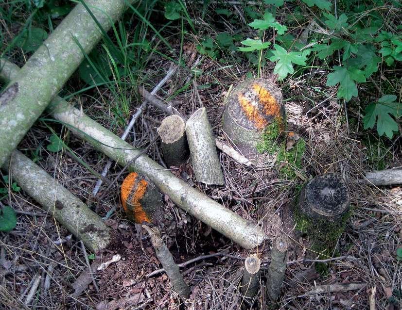 Így a későn csírázó magoncok viszonylag egyszerre és robbanásszerűen kelnek; abban az időszakban, amikor a tölgymagoncoknak, tölgycsemetéknek a levélfelületét már összefüggő viaszréteg borítja.