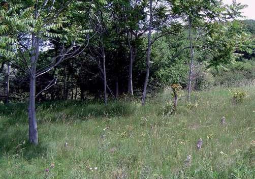 2007-re a bálványfa teljesen eltűnt a két vizsgálati területről, és azóta sem tudott visszatelepülni (8. ábra).