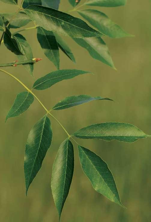 Inváziós növényfajok visszaszorításával kapcsolatos kezelési kísérletek összefoglalása Amerikai kőris (Fraxinus pennsylvanica) Az amerikai kőrist az 1920-as években a szikfásítás egyik legbiztosabb