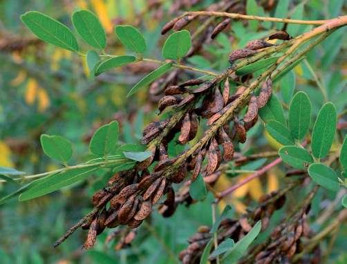 Inváziós növényfajok visszaszorításával kapcsolatos kezelési kísérletek összefoglalása Cserjés gyalogakác (Amorpha fruticosa) A gyalogakácot korábban főként erdőgazdasági okból, talajvédelem és