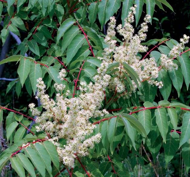 Csiszár Ágnes és Korda Márton Mirigyes bálványfa (Ailanthus altissima) A bálványfa a tudatos telepítés és spontán terjedés eredményeként a 20. sz.