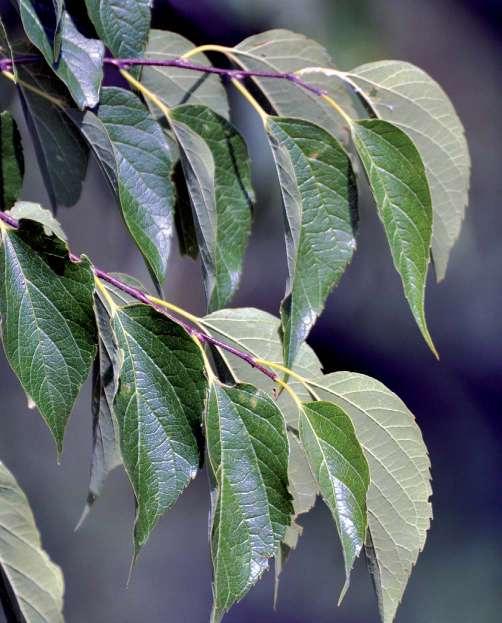 Csiszár Ágnes és Korda Márton Nyugati ostorfa (Celtis occidentalis) A nyugati ostorfát a múlt században elsősorban kultúr erdők, akácosok, nemes nyárasok, erdei- és feketefenyvesek második