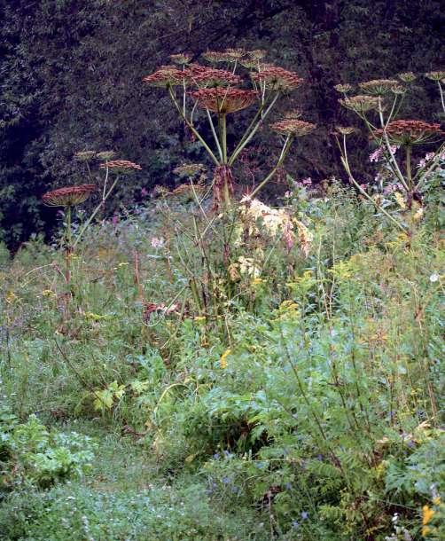 Inváziós növényfajok visszaszorításával kapcsolatos kezelési kísérletek összefoglalása Kaukázusi medvetalp (Heracleum mantegazzianum) A kaukázusi medvetalp 3 5 méteres magasságot is elérő évelő faj,