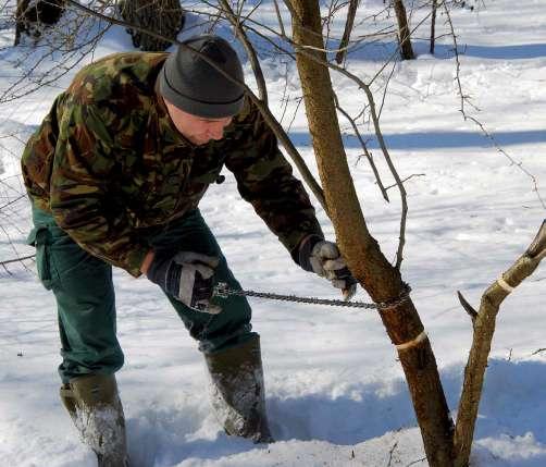 Özönnövények irtása a Hortobágyi Nemzeti Park Igazgatóság dél-nyírségi területein 8. ábra. Kései meggy kéreggyűrűzése kettős fűrészlánccal. (Fotó: Demeter L.) 9. ábra. Fűrészlánccal készített dupla gyűrű a kései meggy kérgén.