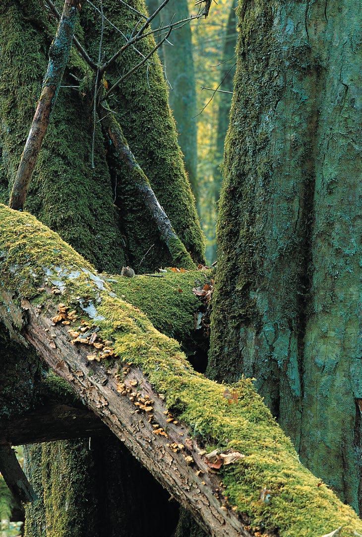 MAGYARORSZÁG. Holtfa az élő erdőkért. Az öreg fák és a holtfa  természetvédelmi illetve erdészeti szerepe - PDF Free Download
