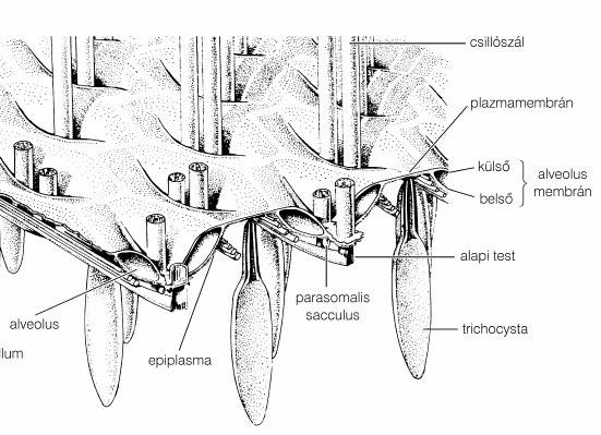 Az egész sejtfelszínt a plazmamembrán borítja, beleértve természetesen a csillók felszínét is. A sejtköpeny rövid, összetett cukrokból álló vékony fonalak szövedékébôl álló réteg. Alatta az ún.