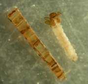 transversalis P.