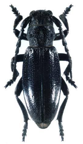 (Dorcadion cervae), hím