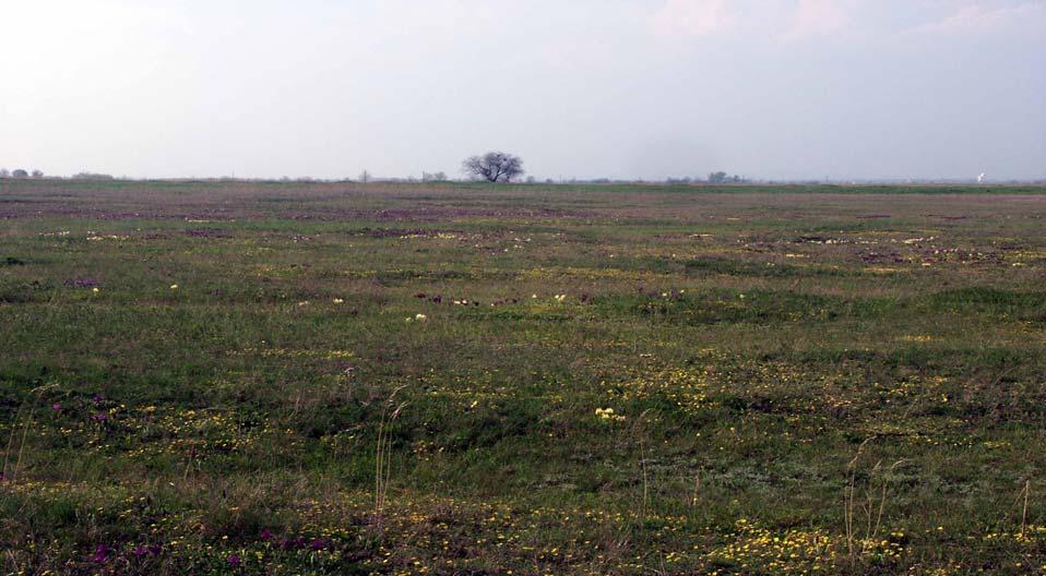 Felső-Kiskunsági szikes pusztán, Kunszentmiklós