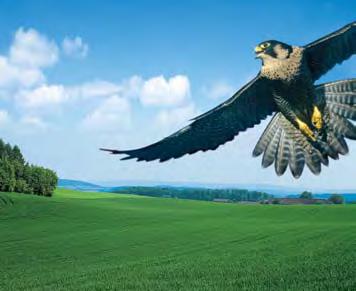 Falcon Pro GOMBAÖLÔ SZEREK v 42 43 Három hatóanyagú univerzális kalászos fungicid, a Falcon 460 EC méltó utódja a kalászos gabonákban.