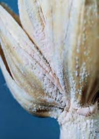 protiokonazol és egyéb tényezôk alapján megválasztott dózisban. Levélbetegségek ellen, és alacsony Fusarium fertôzés veszély esetén alacsonyabb dózisok is elegendôek.