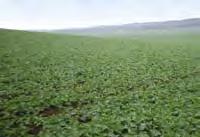 brassicae), levélfoltosságot (Cylindrosporium concentricum) okoznak. De számos más gombabetegség A repce számára a gyökérzet fontos raktározó szerv, melybôl tavasszal a növény hajtása megindul.