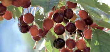 ROVARÖLÔ SZEREK v 76 77 Calypso Rovarölô permetezôszer almatermésûek, cseresznye, meggy, szilva, szamóca, hajtatott paprika, spárga, repce, napraforgó, burgonya, valamint kukorica (takarmány,