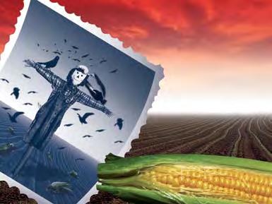 Mesurol CSÁVÁZÓ SZEREK v 88 89 Rovarölô csávázószer kukorica vetômag csávázására.