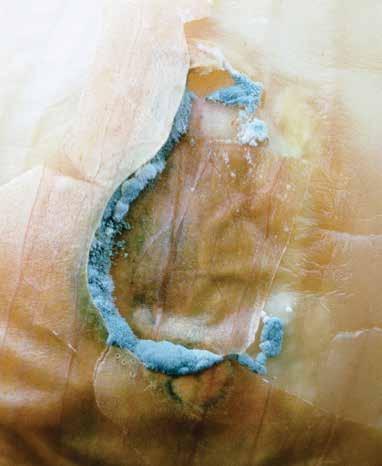 A rothadás következtében a hagymafej lággyá és nyúlóssá válhat, vagy vizes rothadás alakulhat ki rajta. Általában dohos szag kíséri a rothadást. A BETEGSÉG KIALAKULÁSÁNAK A Penicillium spp.