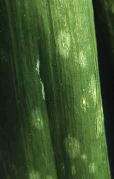 BOTRITISZES LEVÉLFOLTOSSÁG A gomba elsősorban a leveleket támadja meg. Első tünetként zöldes gyűrűvel körülvett fehér foltok jelennek meg.