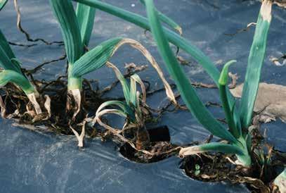 A terméskiesést általában a hagyma kisebb súlya, illetve a hagymafejek tárolási rothadása okozza. Súlyos fertőzöttség esetén teljes terméskiesés léphet fel.