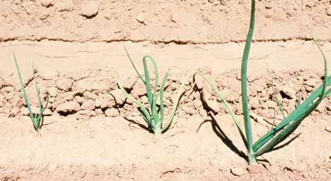 A FERTŐZÉS KIALAKULÁSÁNAK A károk súlyosabbak homokos és humuszos talajon, mint agyagos talajon. A fertőzés 10 35 C közötti hőmérsékleten következhet be. A Meloidogyne spp.