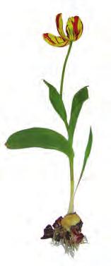 8 A tavaszi kertek dísze a tulipán A magyar népmûvészet egyik legkedveltebb díszítôeleme a tulipán.