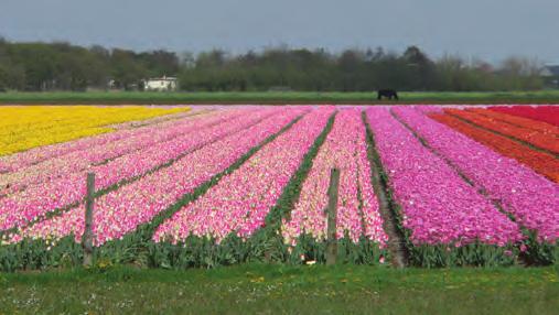 porzókat és a termôt. A tulipán színes takarólevelei csak a napsugár melegére nyílnak ki.