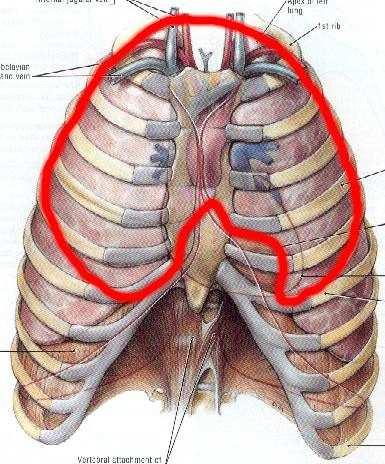 Axilláris redımetszés Kozmetikailag kitőnı, szinte láthatatlan heg Izomkímélı feltárás: nem vágjuk át - sem a m. latissimus dorsit - sem a m.