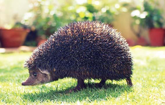 AJÁNLÓ 42 Boszorkányok, kaló- GYERKŐC zok, múmiák, sárkányok, lidércek elevenednek meg a Múzeumok Éjszakáján a Ter mé szet tu do má nyi ban.