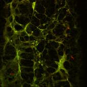Képződött új erek száma 5 14 50 Elkészítettük a Boc-D-Phe-Cys(Acm)-Tyr-Me) fluoreszceinnel jelölt származékát is (FITC- SA-2-22), hogy
