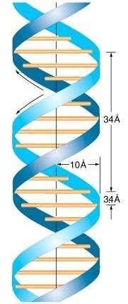 Pl: dohánymozaik vírus (DMV), gyermekbénulás vírusa, HIV stb. 2. A hírvivő RNS (messenger RNS, mrns) A DNS egyik láncának genetikai információját másolja le az átírás (transzkripció) során.