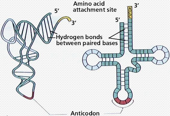 3. Riboszomális RNS (r RNS) A riboszómák alkotója. Az össz RNS-mennyiség 80-90%-át képezi (mivel a sejtekben sok riboszóma van). A prokariótáknál három különböző rrns található.