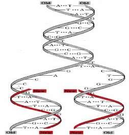I.1. Az endonukleáz és helikáz enzimek hatására a DNS molekula két szála részlegesen és időlegesen szétválik. Igy jön létre az ú.n. replikációs villa. I.2. A két szétvált szálhoz az ú.n. szétsodró fehérjék kapcsolódnak, megakadályozva az ú.