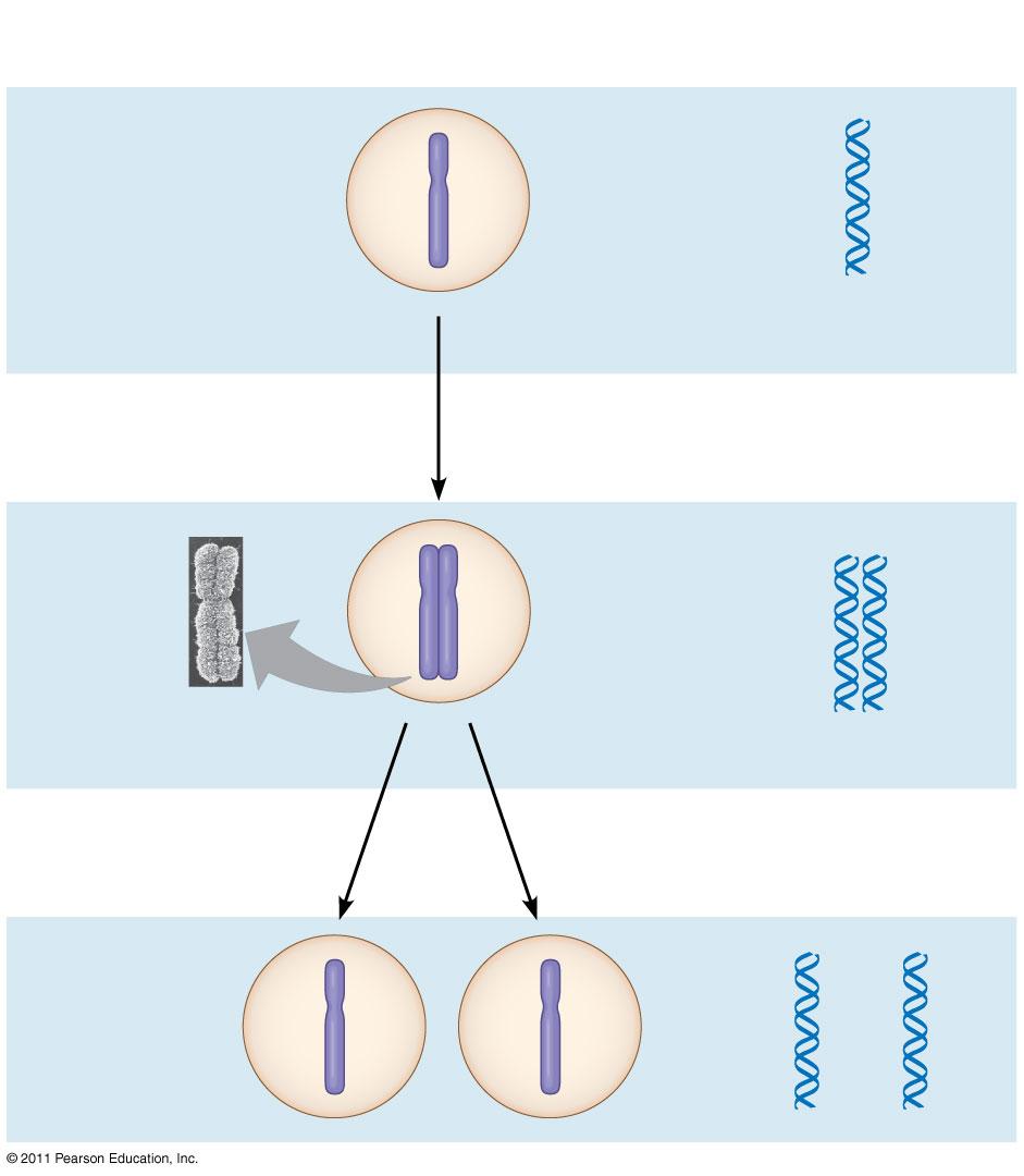 1 Kromoszómák Centroméra kromoszómális DNS molekulák Kromoszóma kar 2 Kromoszóma megkettőződés (magába