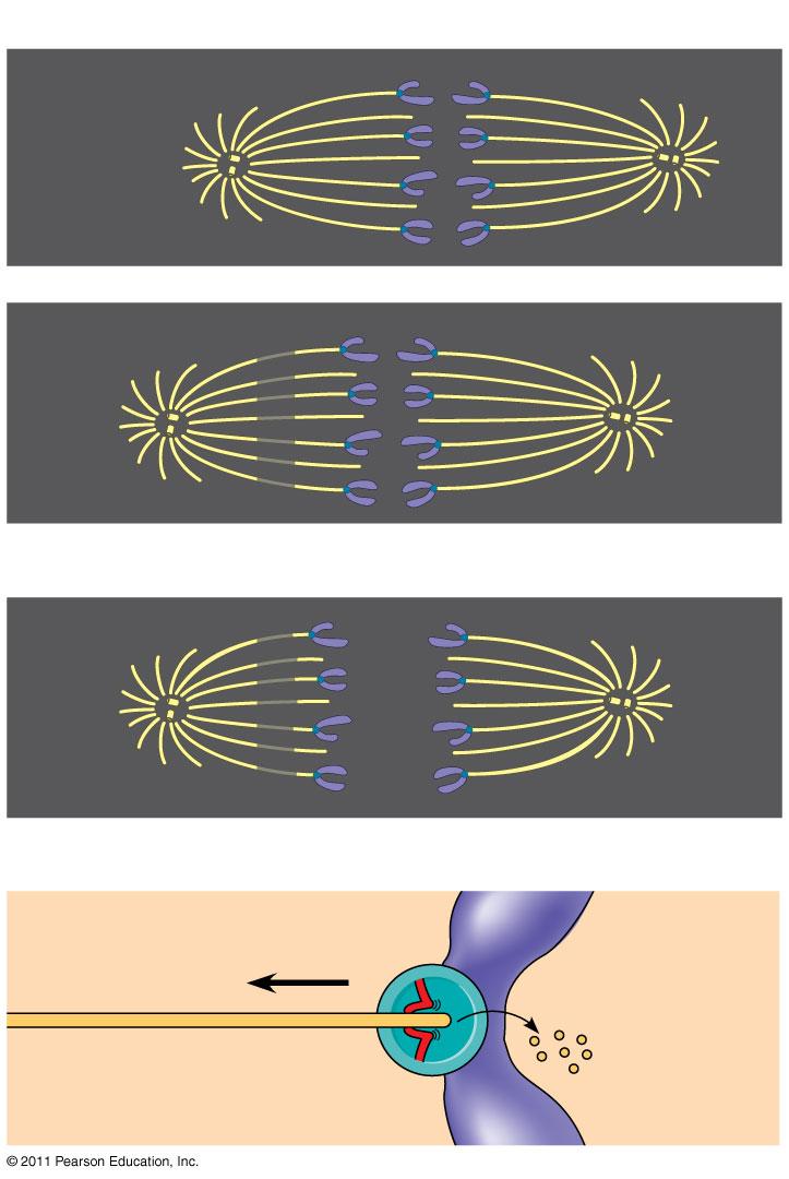 Anafázisban a testvér kromatidok elválnak és a kinetokór mikrotubulusai mentén a sejt ellentétes pólusaira mozognak A mikrotubulusok megrövidülnek, mert a kinetokór végük (+ vég)