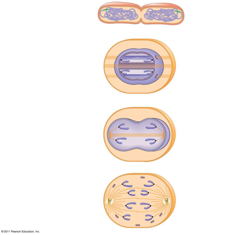 (a) Bacteria bakteriális kromoszóma Kromoszómák (b) Dinoflagellata mikrotubulusok Intakt sejtmaghártya (c) egyes