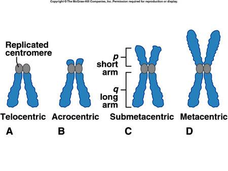 metacentrikus (középen elhelyezkedő centroméra) akrocentrikus ( a