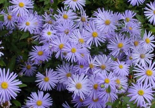 Építészeti útmutató 14 Cserjék közül javasolható a közönséges fagyal (Ligustrum vulgare), mely kifejezetten ellenálló, igénytelen; a somok (Cornus mas, C. sanguinea) és fajtáik pl.