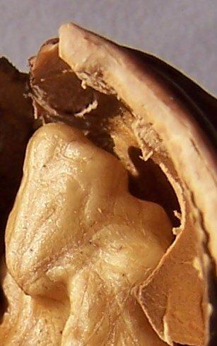 100 g dióbélben van: Triptofán 0,170 g Treonin 0,596 g Izoleucin 0,625 g Leucin 1,170 g Lizin 0,424 g Metionin 0,236 g Cisztein 0,208 g Fenilalanin