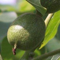 A diókat azelőtt kell megszedni, hogy héjuk kialakulna. Készítsünk sós vizet 2 l vízből és 0,5 kg sóból. Áztassuk a diókat a hideg sósvízben 7-12 napig. Cseréljük a sósvizet 2-3 alkalommal.