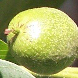 Emeljük ki a fűszeres zacskót, és ha az így elkészített gyümölcsecet kihűlt, felhasználhatjuk karfiol, káposzta, hagyma, stb. pácolására.