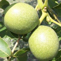 Hozzávalók: 1,75 kg zöld dió, 1,2 l víz, 225 g só, 1,2 l fehér borecet, 1 teáskanál bors, 1 teáskanál mustármag, 1 evőkanál mustárpor. Szúrjuk át a dió zöld burkát egy villával.