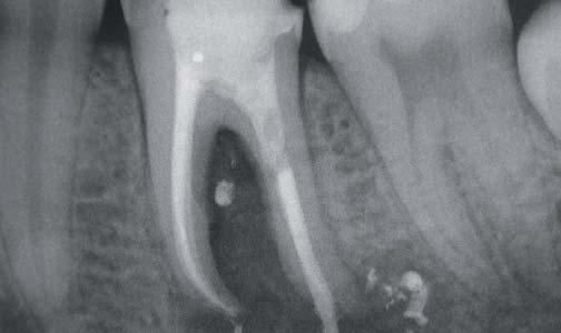 Aktív tagja az Olasz Endodonciai Társaságnak (SIE), az Olasz Endodonciai Akadémiának (IEA) és az Olasz Mikroszkópos Fogászati Akadémiának (AIOM), 2006 2007-ben az SLE (a SIE lombardiai regionális